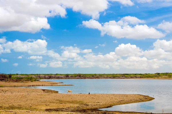 Jezioro w la guajira — Zdjęcie stockowe