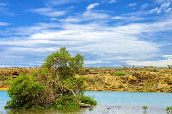 Mangrove kilátás — Stock Fotó