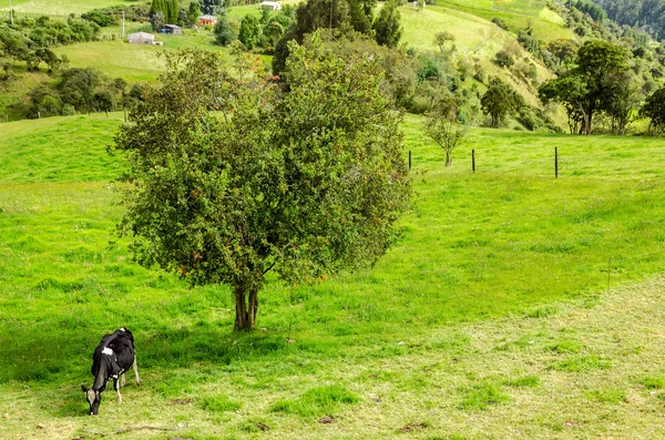 Mucca e albero — Foto Stock