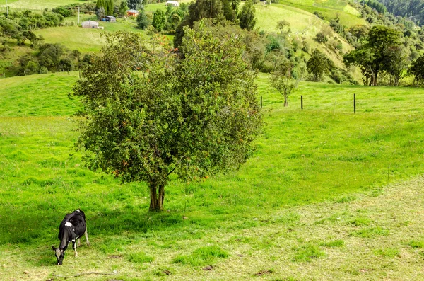 Cow en boom — Stockfoto