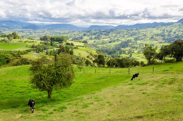 Krajobraz i krów — Zdjęcie stockowe