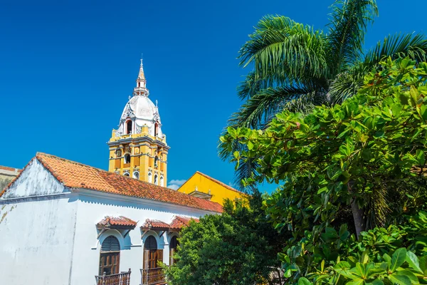 Cartagena Katedrali ve palmiye ağacı — Stok fotoğraf