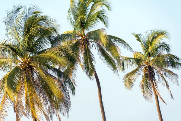 Üç Palmiye Ağaçları — Stok fotoğraf