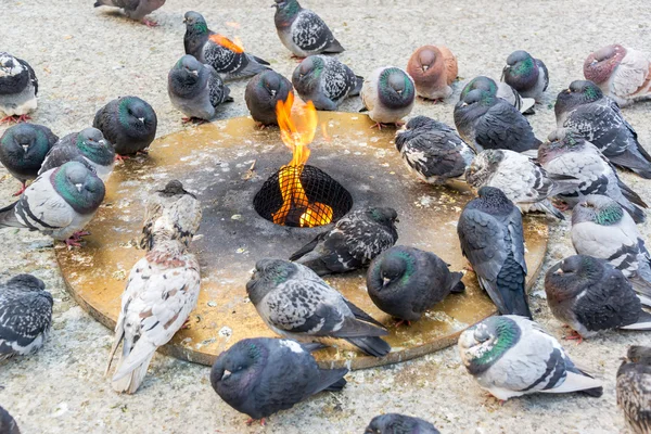 Tauben halten sich warm — Stockfoto