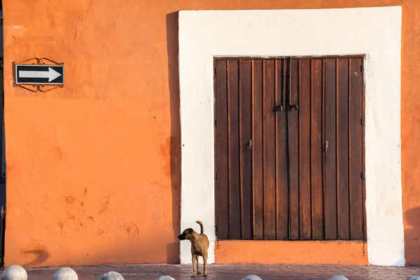 Dog and Colonial Building — Stock Photo, Image