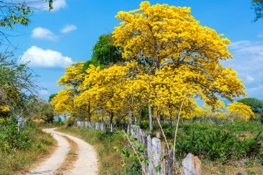 Yellow Guayacan Tree clipart