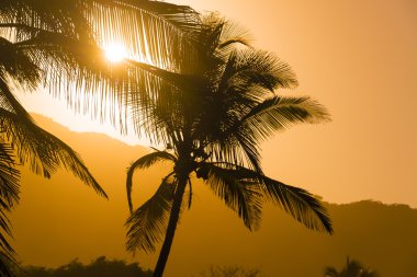 Palm Tree Silhouettes clipart
