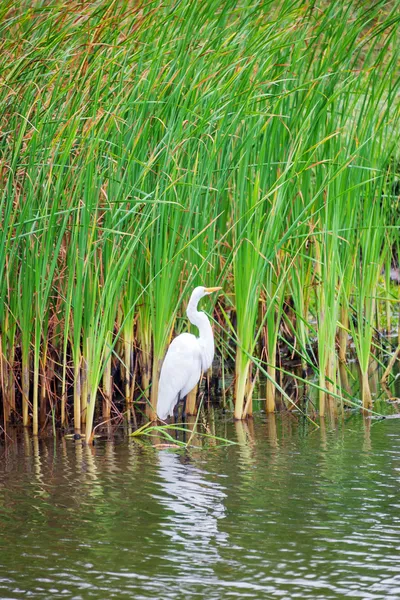 Heron a rákosí — Stock fotografie