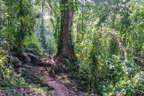 Vista da selva — Fotografia de Stock