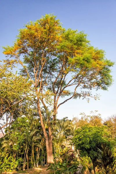 Tree and Golden Light — Stock Photo, Image