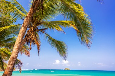 Palm Tree and Caribbean clipart