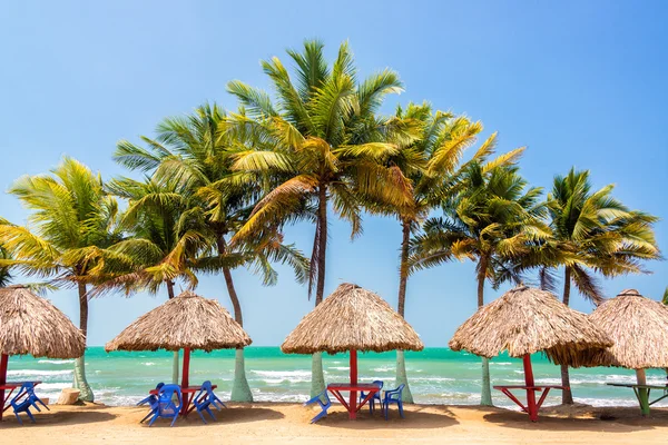 Palm Trees and Sea — Stock Photo, Image