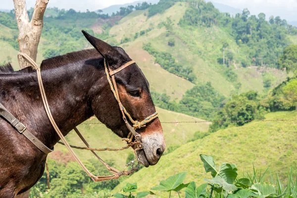 Donkey närbild — Stockfoto