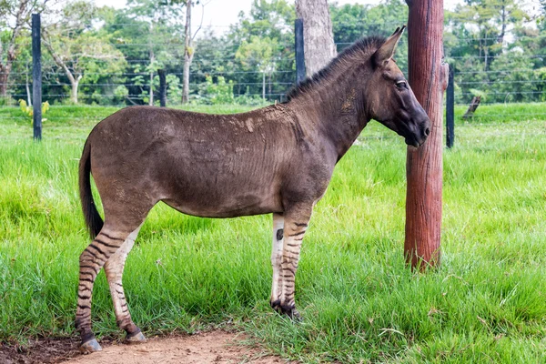 Zonkey, halv zebra halv åsna — Stockfoto