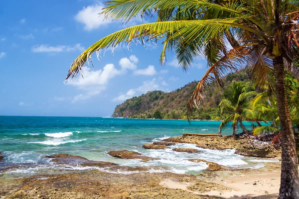 Palme und karibisches Meer — Stockfoto