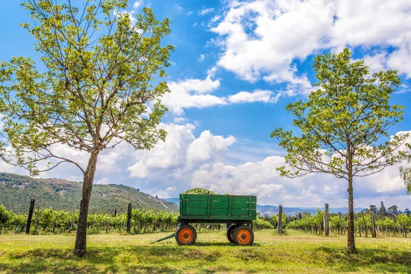 Groene wagen en wijngaard — Stockfoto