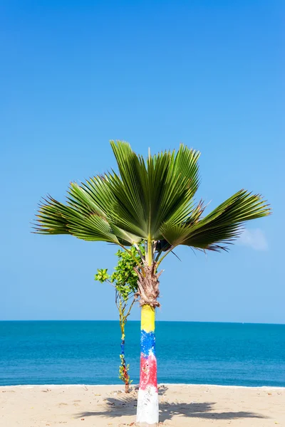 Petit palmier — Photo