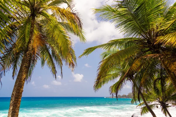 Palmiye ağaçları ve deniz manzarası — Stok fotoğraf