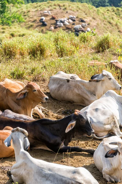 Grupo de vacas — Fotografia de Stock