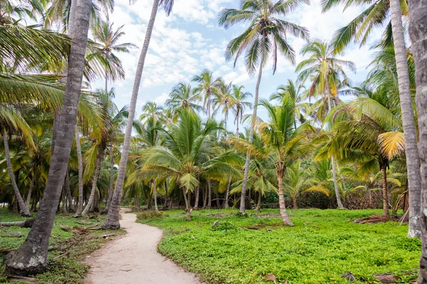 Sendero y palmeras — Foto de Stock