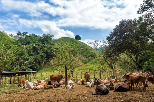 Cows and Green Hills — Stock Photo, Image