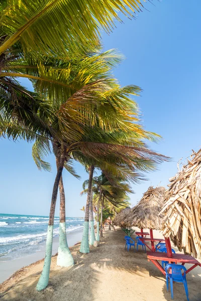 Palmy i plaży — Zdjęcie stockowe