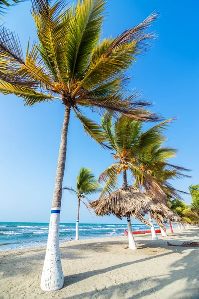 Spiaggia e palme — Foto Stock