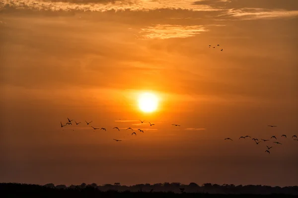 Ptáci a západ slunce — Stock fotografie