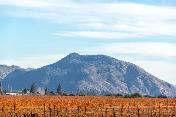 Rode wijngaard in de herfst — Stockfoto