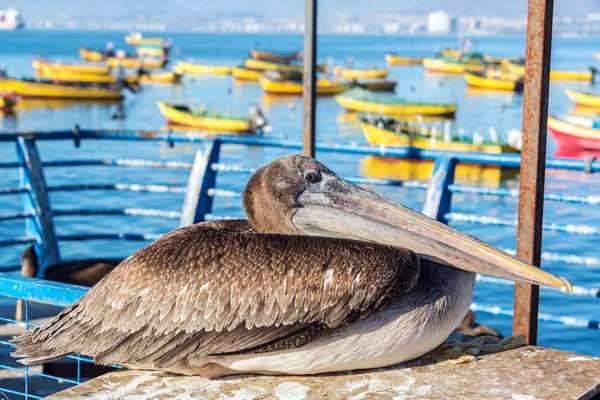 Barche Pelican e colorate — Foto Stock