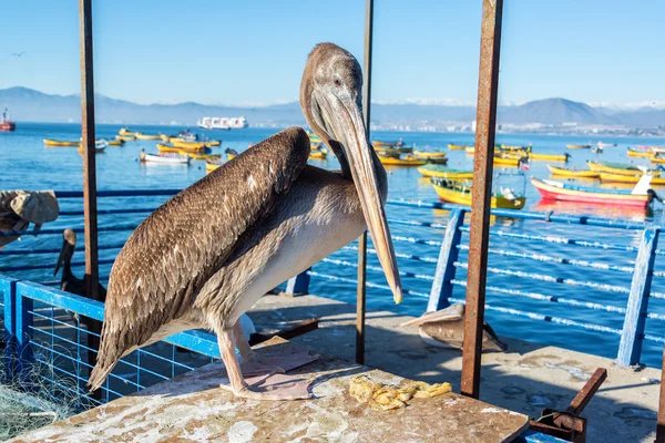 Пеликан в Кокимбо — стоковое фото
