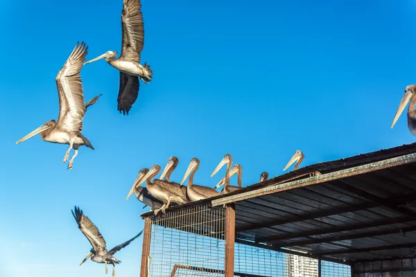 Létající pelikáni — Stock fotografie
