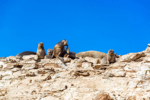 Seelöwen auf einem Felsen — Stockfoto