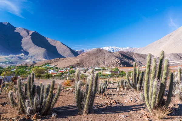 Cactus en bergen — Stockfoto