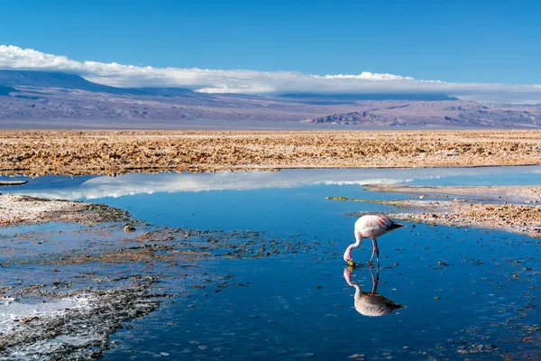 Flamingo v jezeře chaxa — Stock fotografie