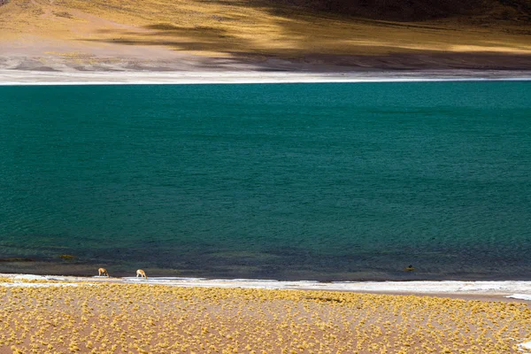 Lake Meniques and Vicunas — Stock Photo, Image