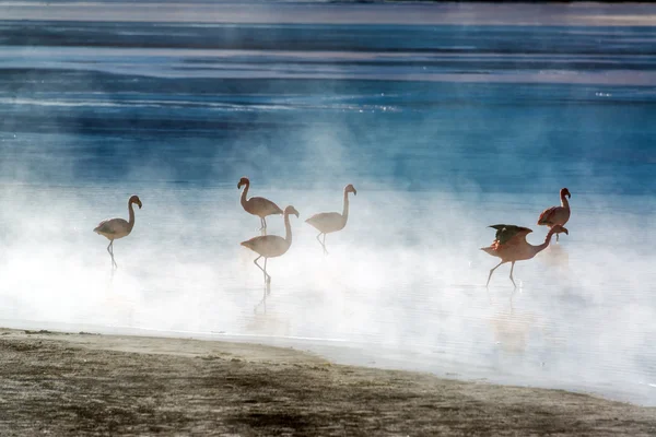 Flamingoes in Bolivia — Stock Photo, Image