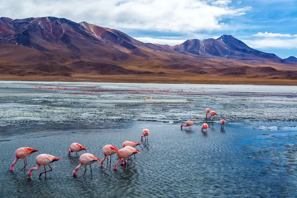 Bolivya'daki pembe flamingolar — Stok fotoğraf