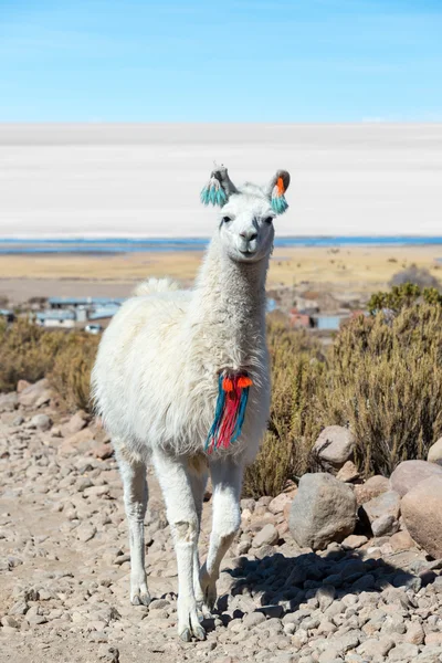 Llama con Pisos de Sal Uyuni —  Fotos de Stock