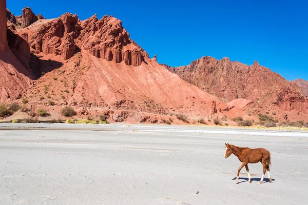 乾燥した砂漠でコルト — ストック写真