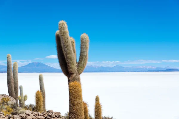 Cactus y Sal — Foto de Stock