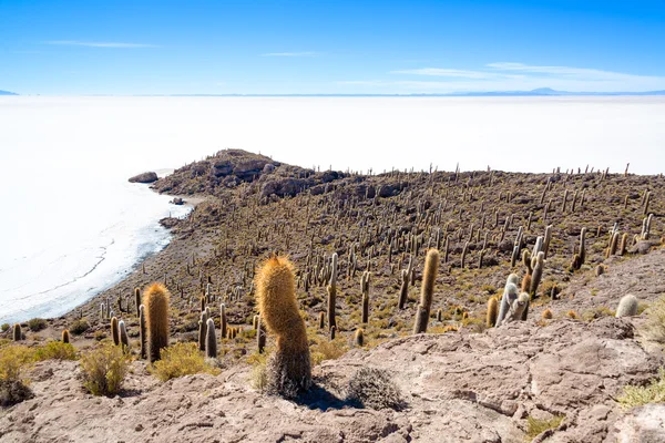 Montones de Cactus y Llanuras de Sal — Foto de Stock