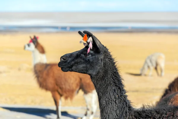 Llama Closeup — Stock Photo, Image