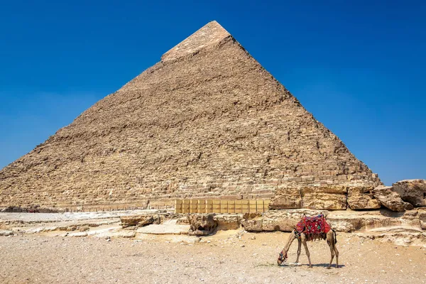 Kameel Voor Een Van Piramides Van Het Piramidecomplex Van Gizeh — Stockfoto