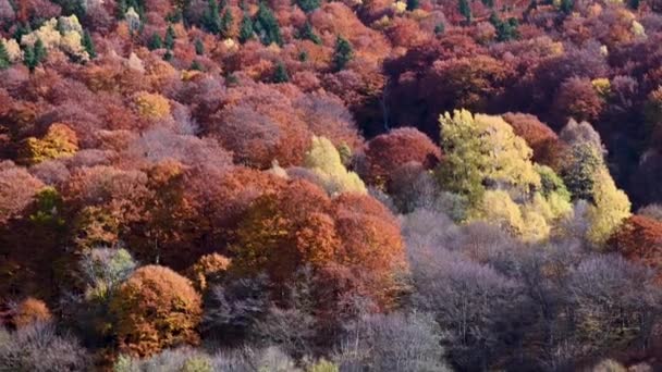 Erstaunliches Herbstlaub Rila Gebirge Bulgarien — Stockvideo