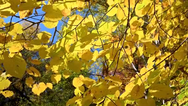 Beautiful Bright Yellow Foliage Autumn Sofia Bulgara — Stock Video