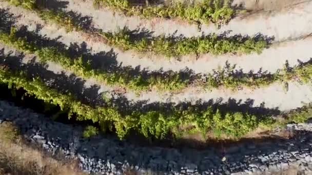 Uitzicht Vanuit Lucht Een Wijngaard Cyprus — Stockvideo