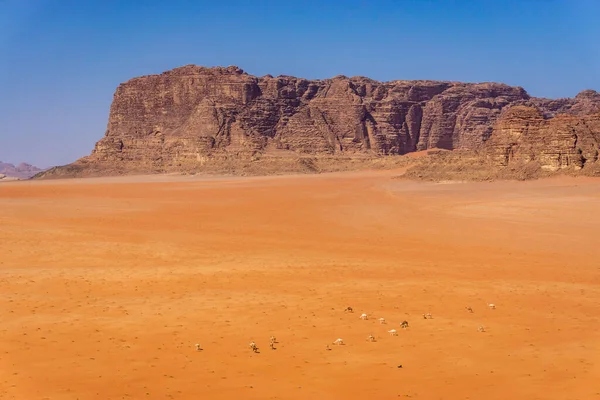 Herd Camels Wadi Rum Desert Jordan — Stock Photo, Image