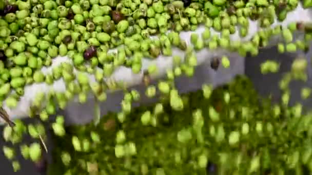 Aceitunas Para Aceite Oliva Que Procesan Una Cinta Transportadora — Vídeos de Stock