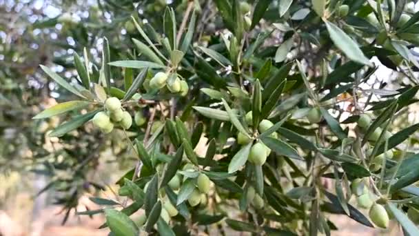 Closeup View Olive Branches Slow Motion — Stock Video